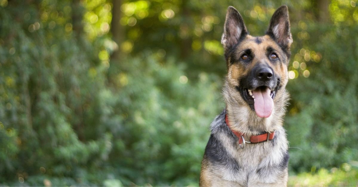 ARE SHOCK COLLARS BAD FOR GERMAN SHEPHERDS