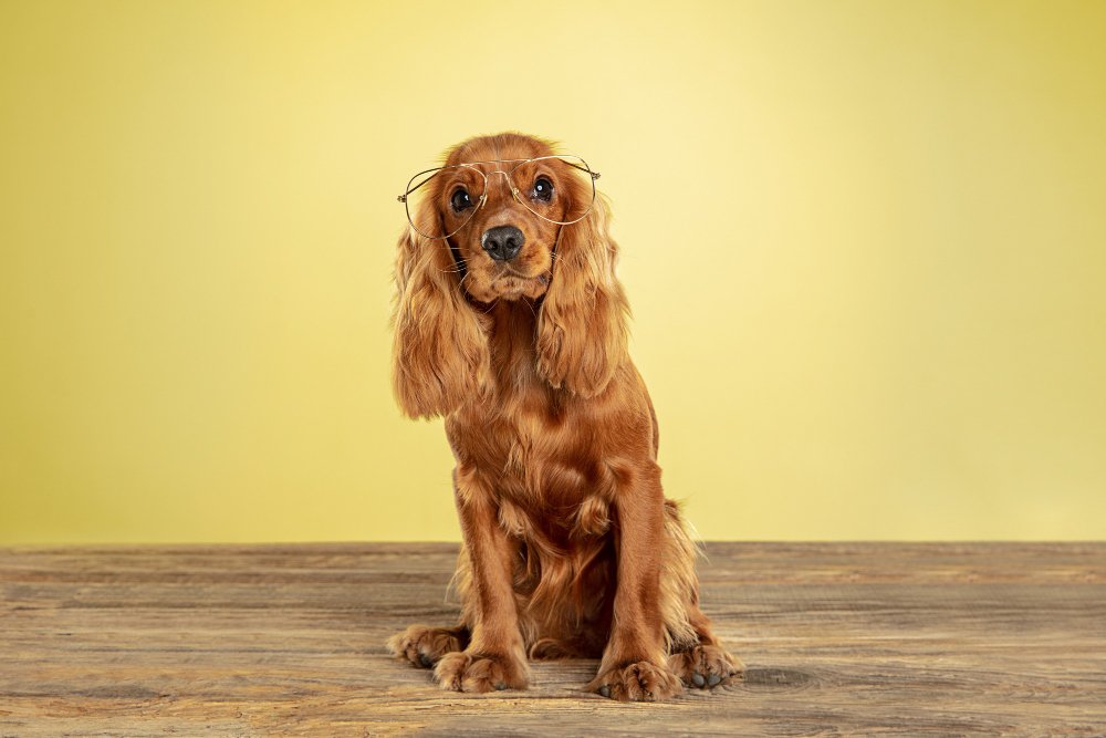 CHOOSING RIGHT COLLAR FOR GOLDEN RETRIEVER