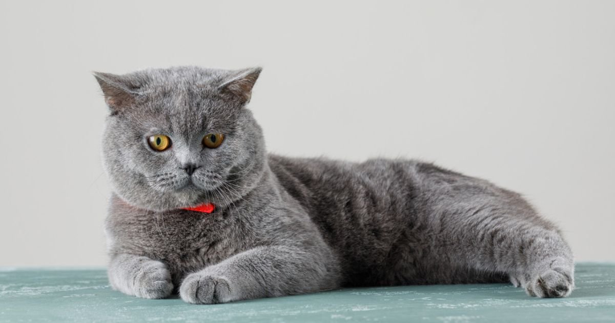 CAN I USE A DOG FLEA COLLAR ON A CAT?