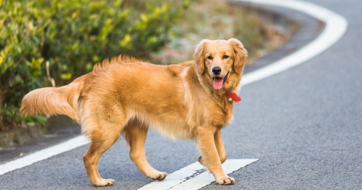 DO GOLDEN RETRIEVER NEED WALKS