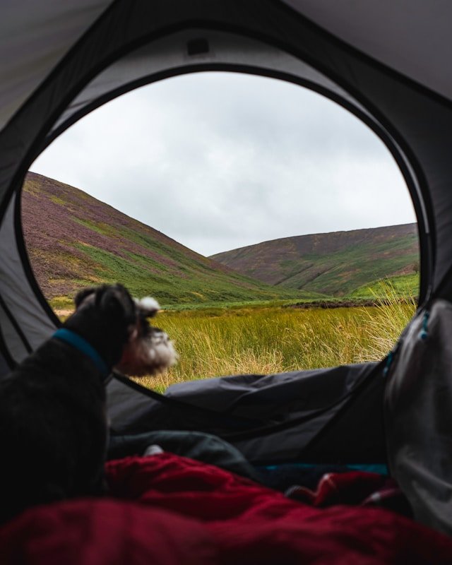 DOG INSIDE TENT