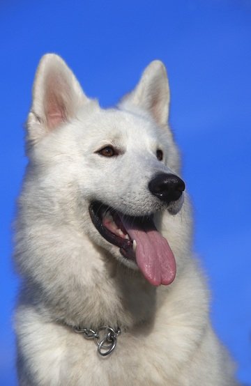 DOG WITH WHITE FUR