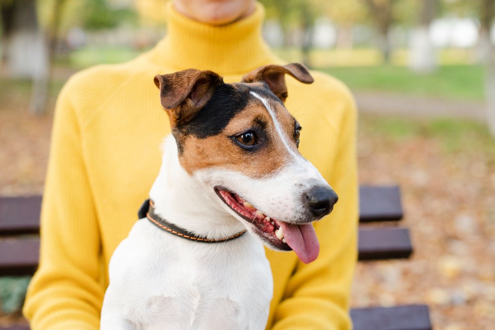 Dog With Collar