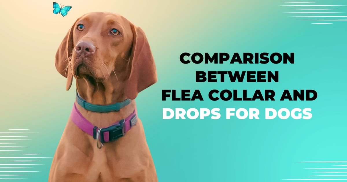 FLEA COLLAR OR DROPS FOR DOGS