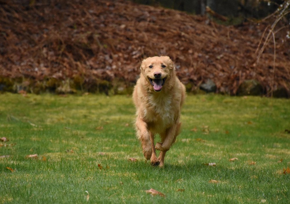 GOLDEN RETRIEVER EXERCISE