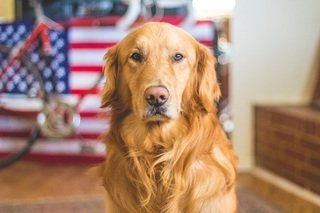 GOLDEN RETRIVER 1