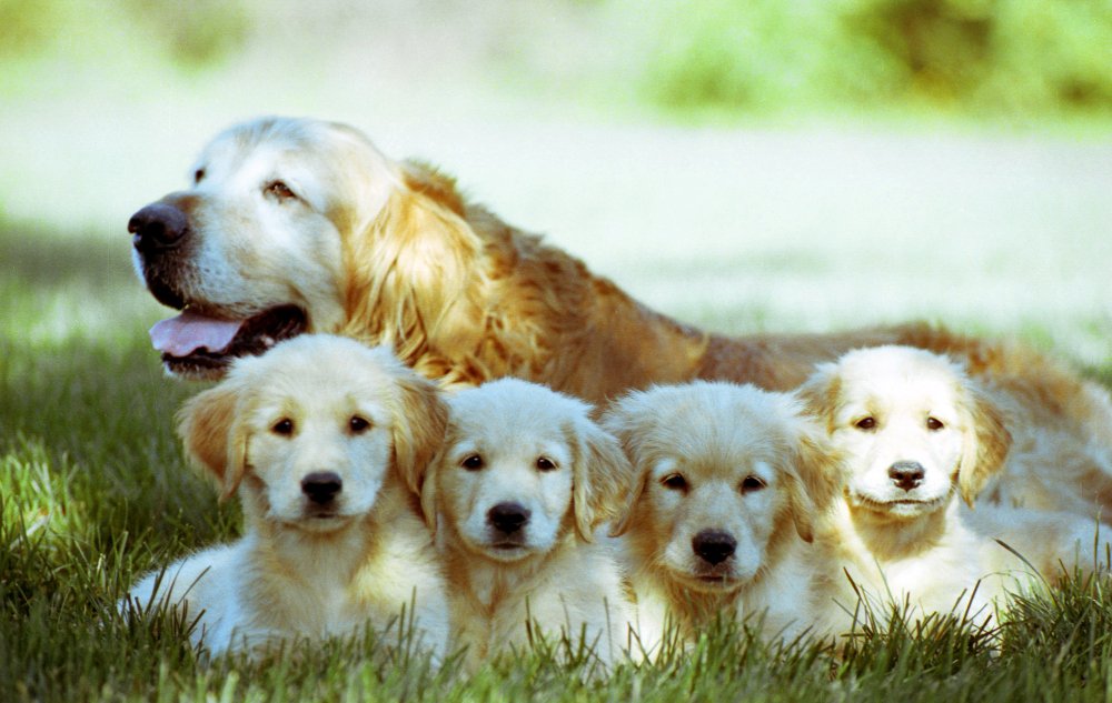 GOLDEN RETRIVER WITH PUPPIES