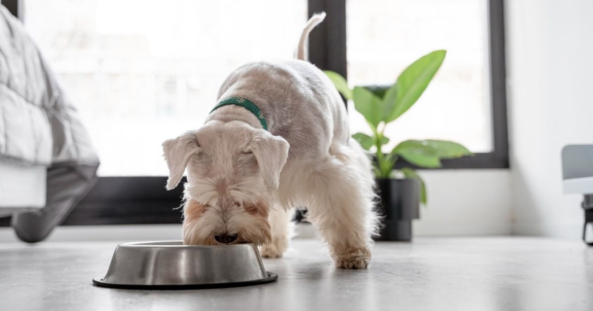 HOW TO KEEP YOUR DOG WATER BOWL SPILL FREE