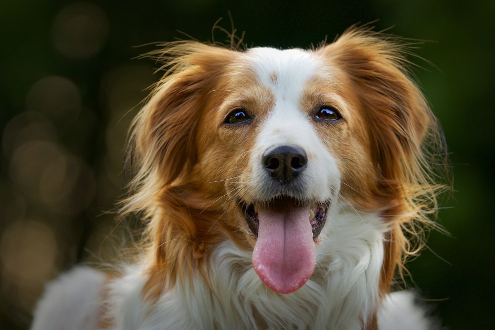 LOVING GOLDEN RETRIVER