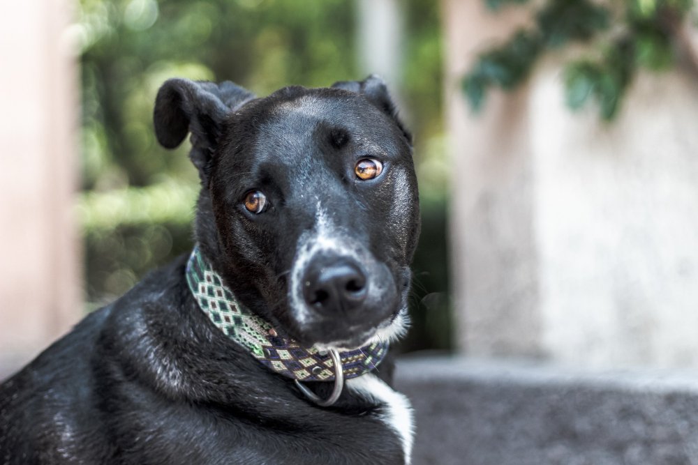 MARTINGALE COLLAR 1