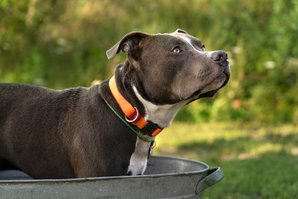 MARTINGALE COLLAR 2