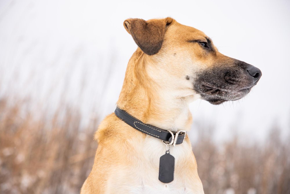 MARTINGALE COLLAR