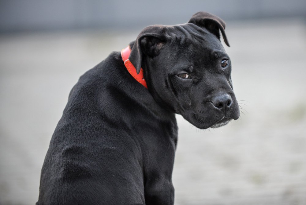 SHOCK COLLAR FOR DOG