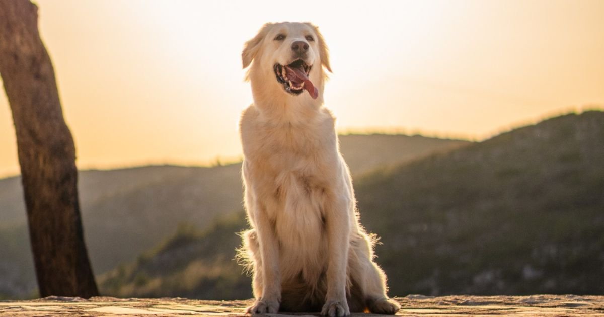 WHAT SIZE COLLAR FOR A GOLDEN RETRIEVER