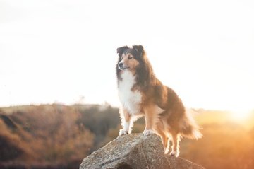 AUSTRALIAN SHEPHERD ON ROCK