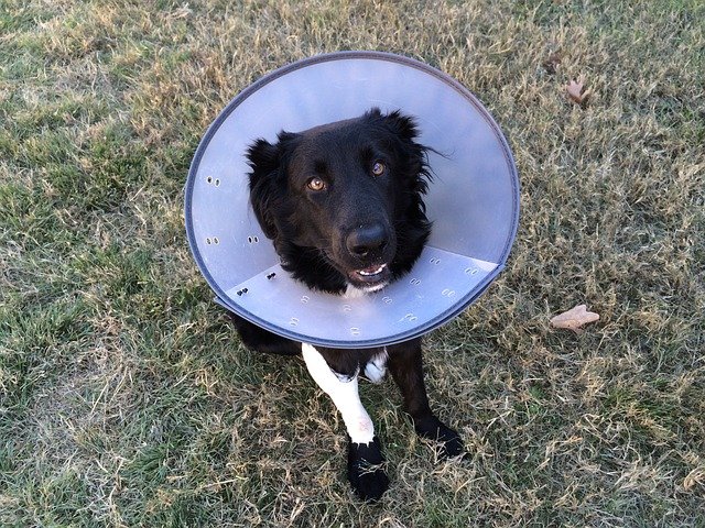 CONE OF SHAME