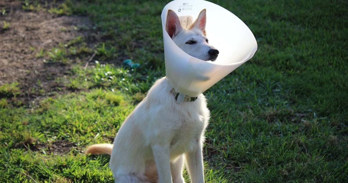 DOG WITH CONE