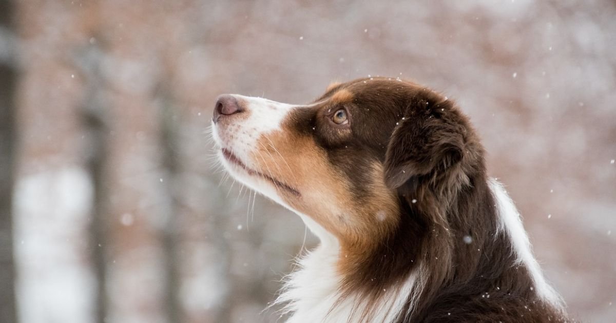 HOW DO I KEEP MY AUSTRALIAN SHEPHERD BUSY