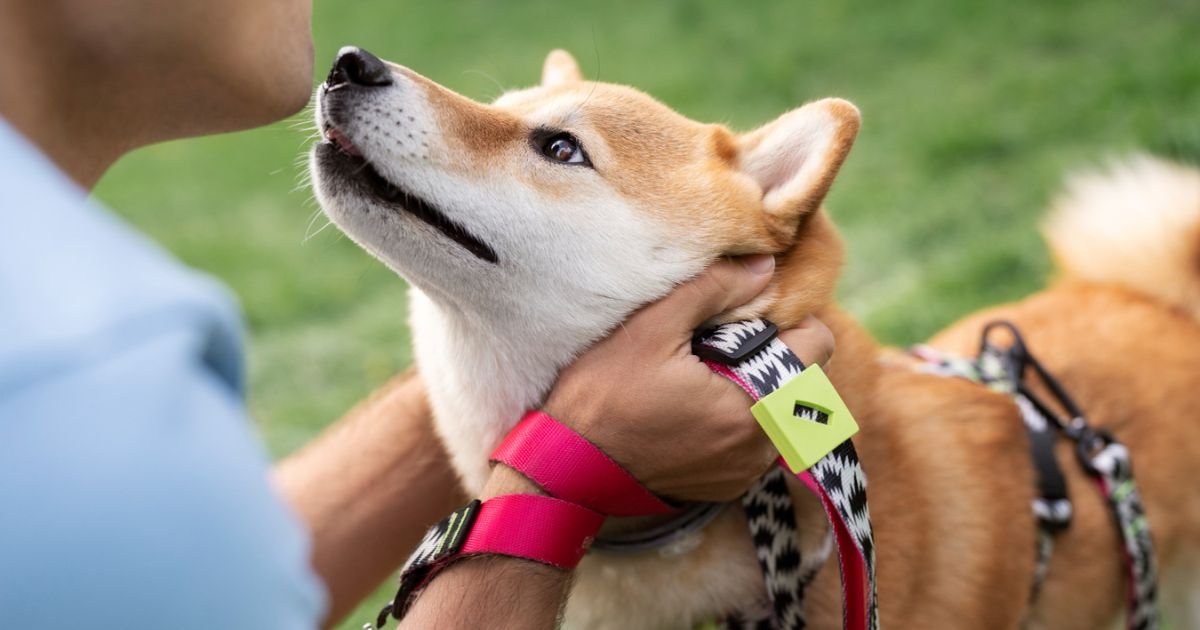 HOW TO PUT A CHOKE COLLAR ON A DOG