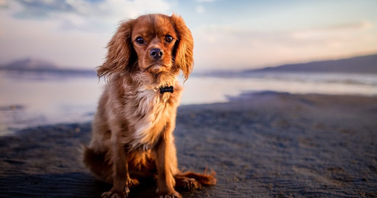 HOW TO TRAIN DOG OFF LEASH WITH SHOCK COLLAR