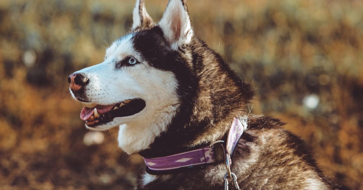 HOW TO USE VIBRATION COLLAR TO TRAIN YOUR DOG