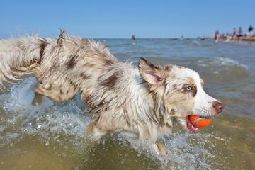 PLAYING AUSTRALIAN SHEPHERD