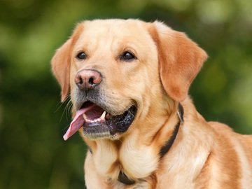 SHOCK COLLAR ON A DOG