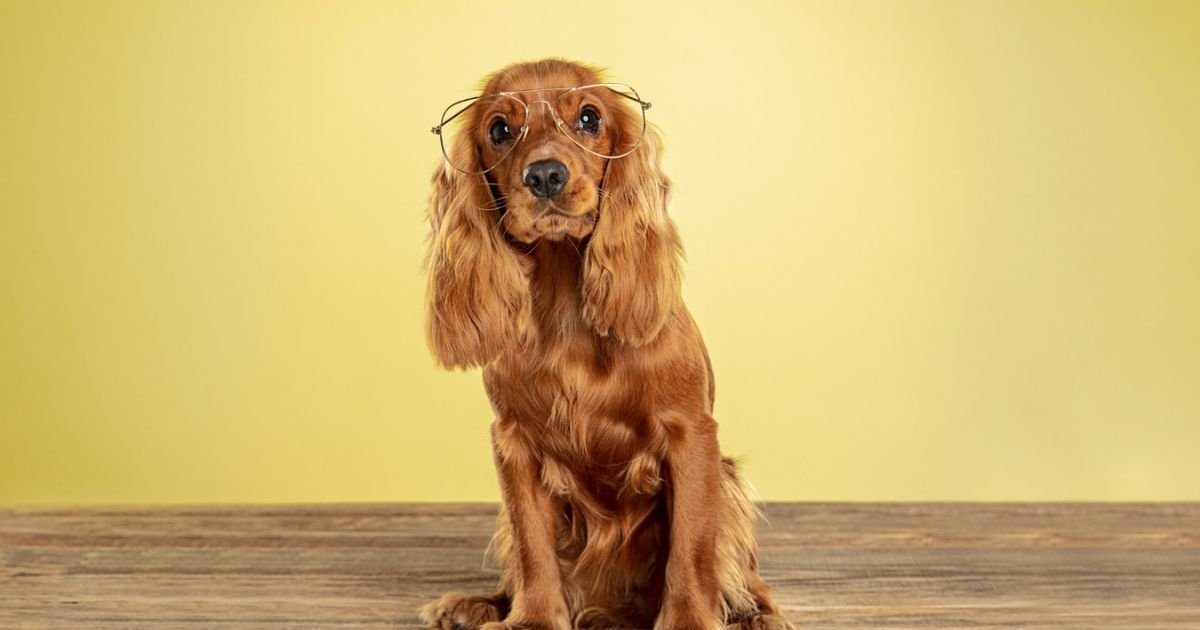 SHOULD GOLDEN RETRIEVERS WEAR COLLARS