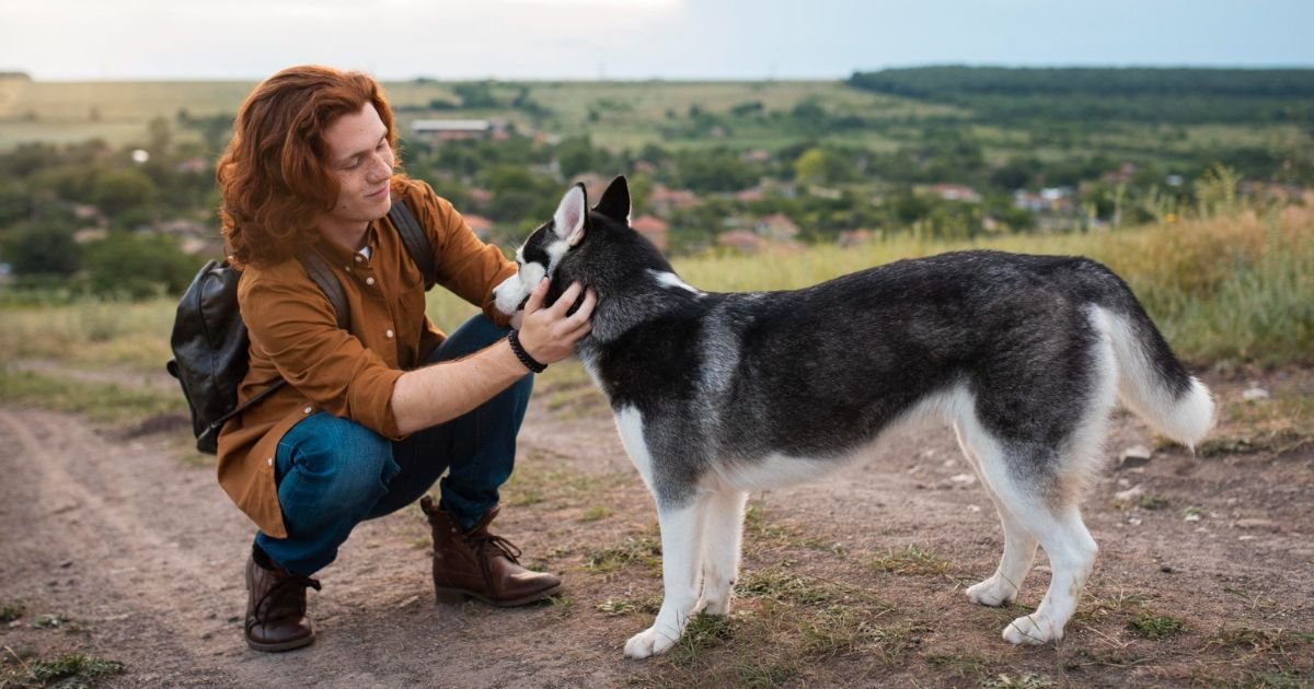 WHAT SIZE COLLAR DOES AN AUSTRALIAN SHEPHERD NEED