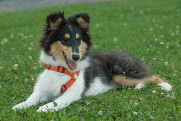 Top Collar Picks for Your Australian Shepher