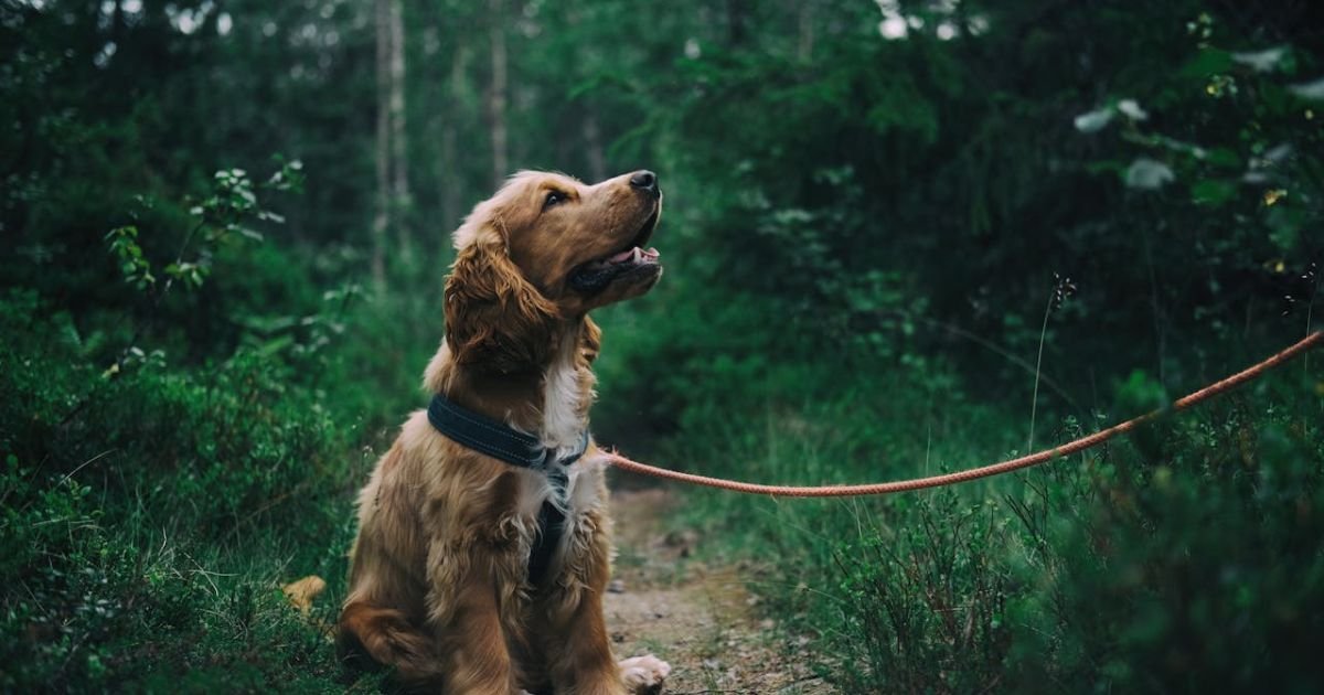 WHAT TO DO WITH DOG COLLAR AFTER DEATH