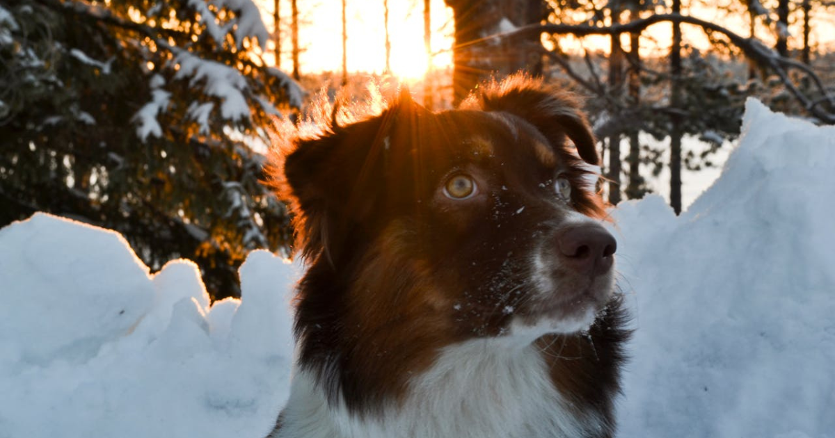 WHAT KIND OF COLLARS IS BEST FORAN AUSTRALIAN SHEPHERD