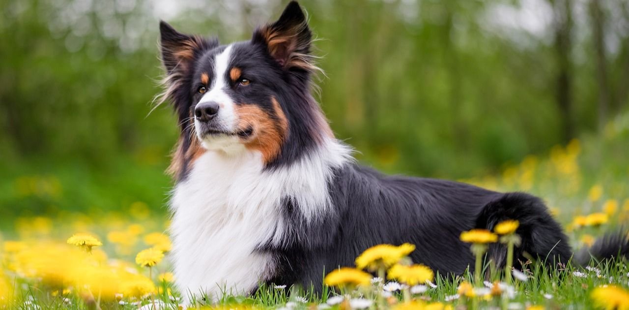 ARE AUSTRALIAN SHEPHERD INDOOR OR OUTDOOR