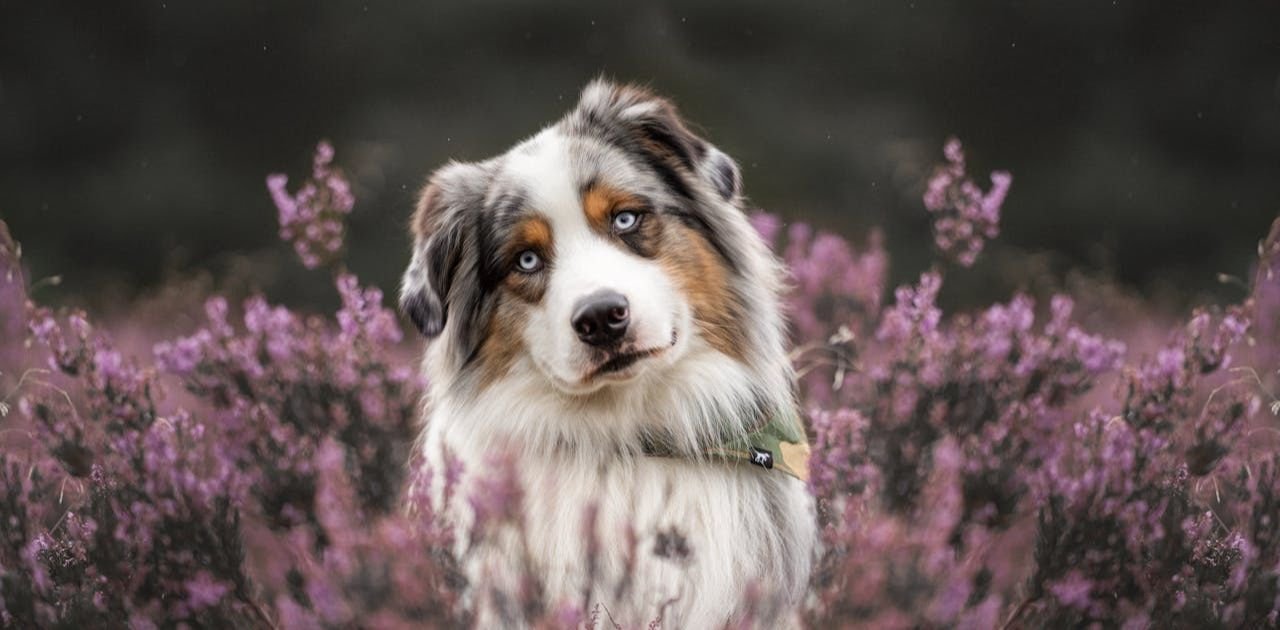 Mini Aussie seeing in front in a lovely way