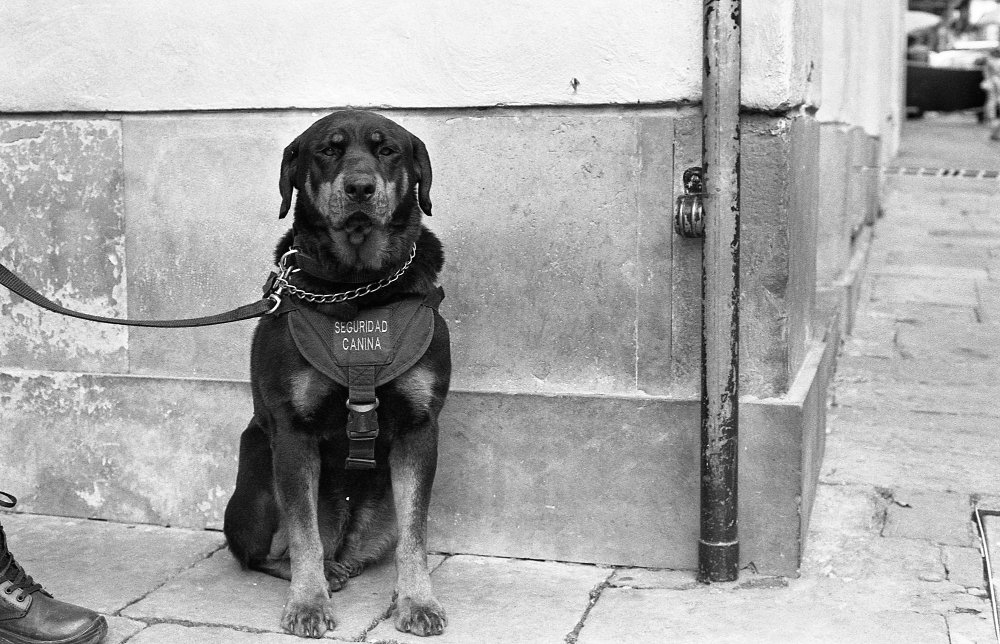 DOG COLLARS IN ANCIENT