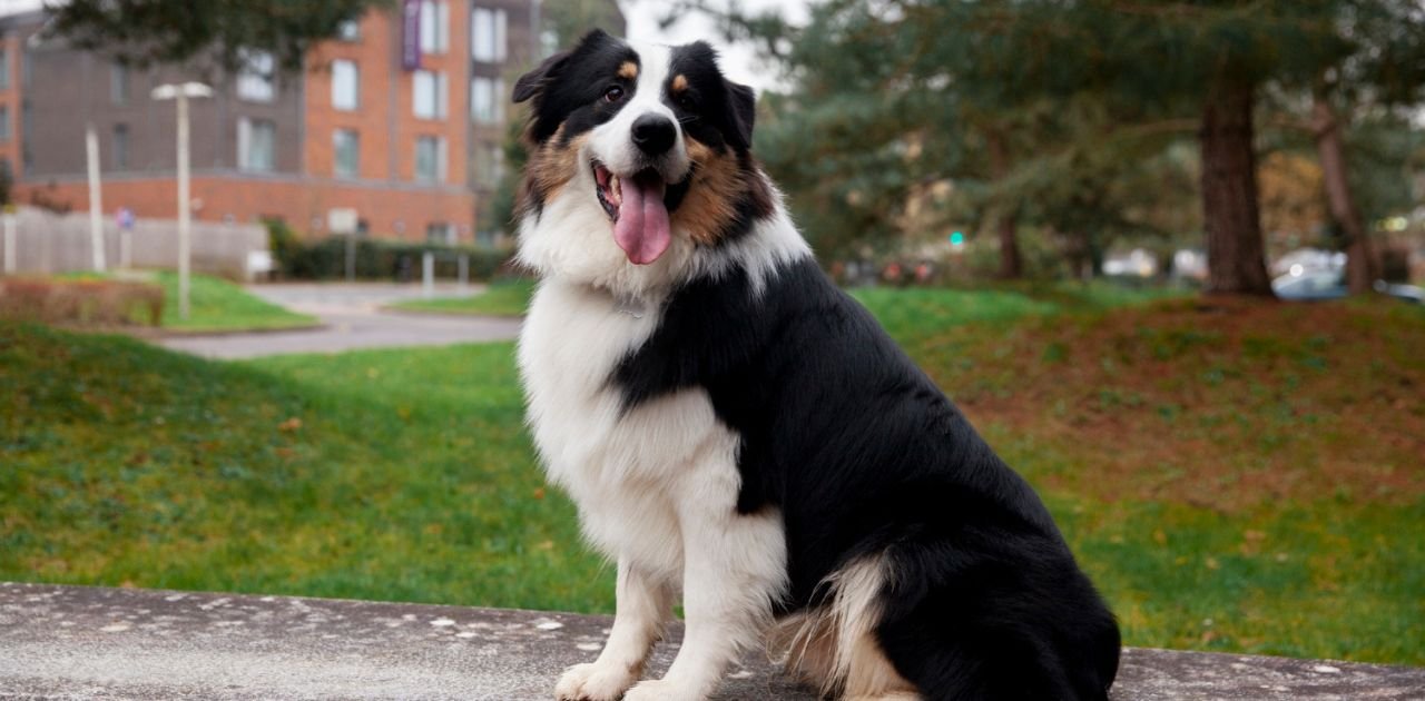 Australian Shepherd