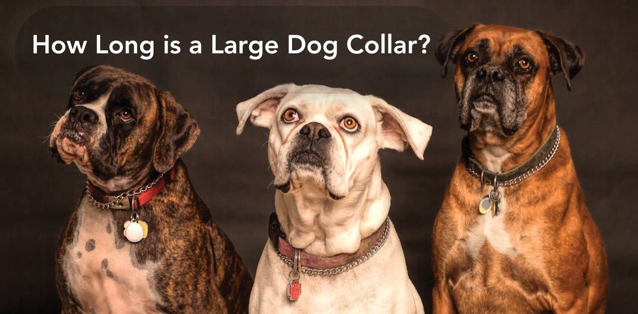 Three large dog wearing a collar