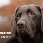 Labradog wearing a bousnic collar