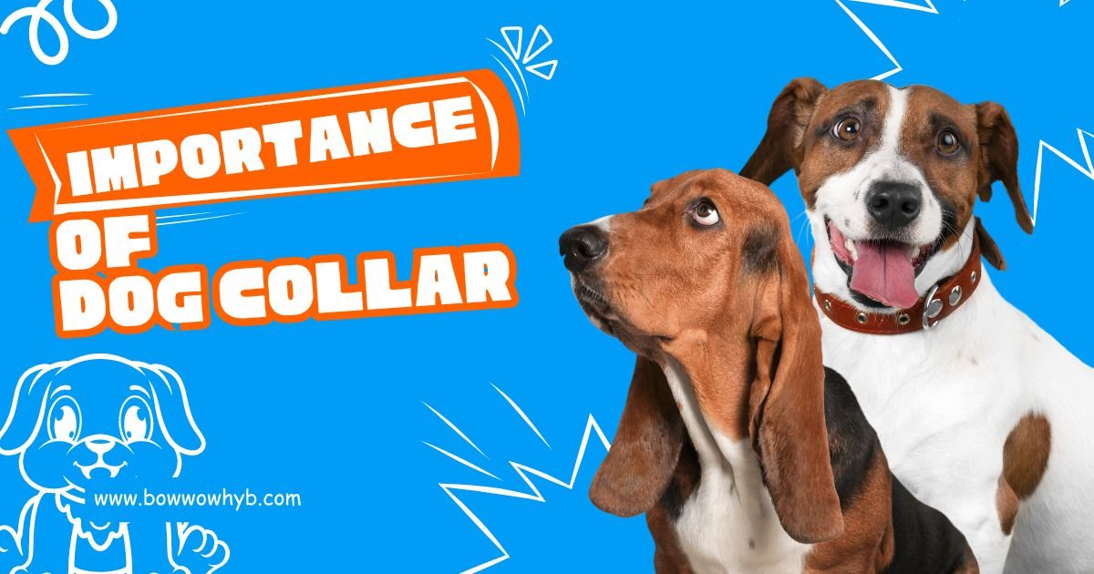 IMPORTANCE OF DOG COLLAR