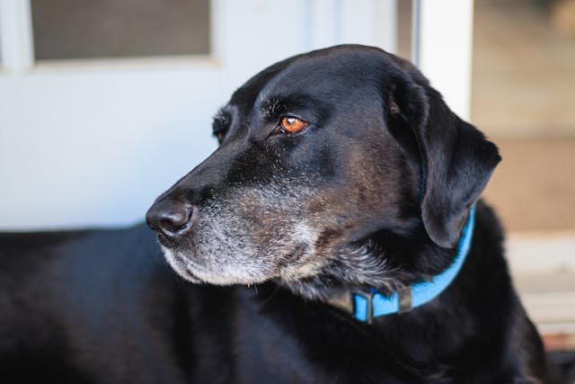 Large Labrador wearing a collar