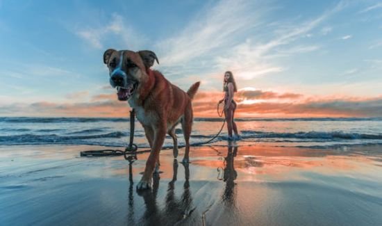 Dog at beach