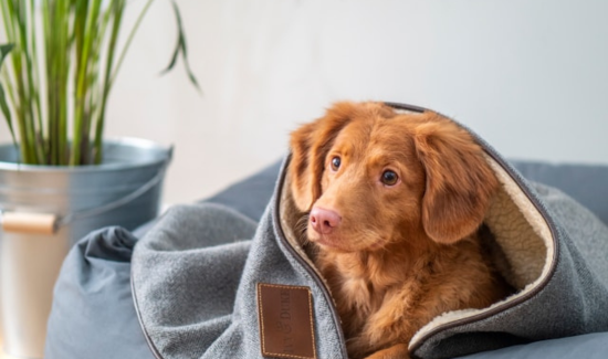 dog wearing blanket and doing rest